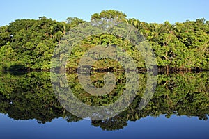 Amazon Rainforest photo