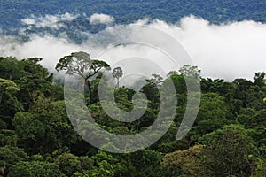 The amazon rainforest with clouds covering the major part of the forest