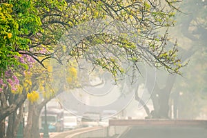 Foresta pluviale incendi espandere fumo sul la città 