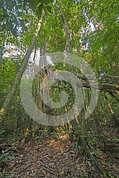 Amazon Rainforest Flora in the Sun