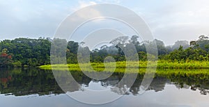 Amazon Rainforest in the Fog, Ecuador