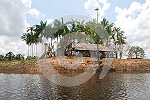 Amazon rainforest: Landscape along the shore of Amazon River near Manaus, Brazil South America photo