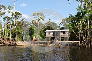 Amazon rainforest: Landscape along the shore of Amazon River near Manaus, Brazil South America photo