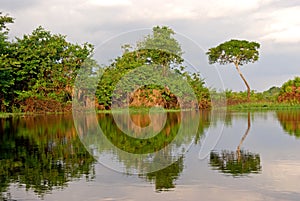 Amazon rainforest: Landscape along the shore of Amazon River near Manaus, Brazil South America