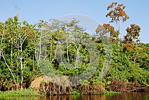 Amazon rainforest: Landscape along the shore of Amazon River near Manaus, Brazil South America photo