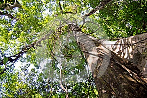 Amazon rainforest: Nature and plants along the shore of Amazon River near Manaus, Brazil South America photo