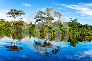 Amazon Rainforest Reflection photo