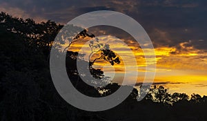 Amazon Rainforest Sunset Panorama