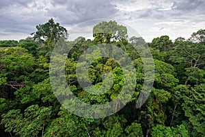 Amazonka dažďový prales 