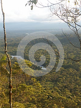 Amazon Rainforest View