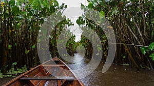 Amazon rainforests water path