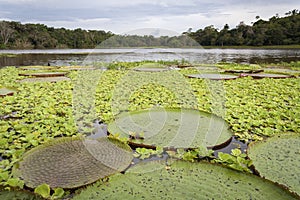 Amazonka řeka pokrytý lotosy 
