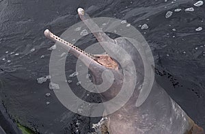 Amazon river dolphin