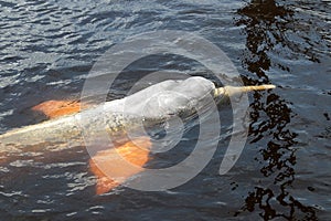 Amazon river dolphin or Boto Inia geoffrensis - Rio Negro, Amazon, Brazil, South America