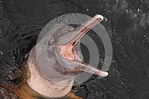 Amazon river dolphin photo