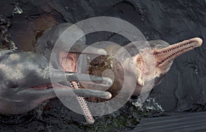 Amazon river dolphins