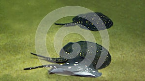 Amazon River Freshwater Rays