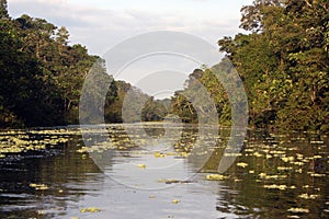 Amazon river and jungle