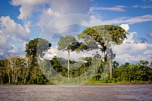 Amazon river jungle house boat amazing tree