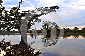 Amazon river lagoon