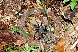 Amazon River: Tarantula spider in the Amazon Rainforest near Manaus, Brazil