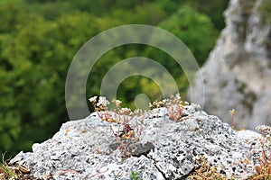 Amazon rock on the Hauser Wand