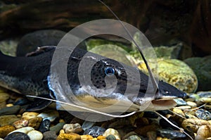 Amazon sheatfish actocephalus nemioliopterus