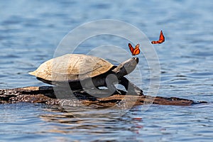 Amazon side-necked turtle - podocnemis with butterflies. Tambopata, Sandoval Lake, Amazonia, Peru