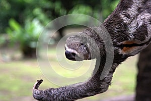 Amazon sloth hangs from branch