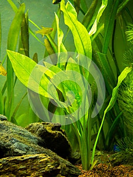 Amazon sword plant Echinodorus amazonicus on a fish tank