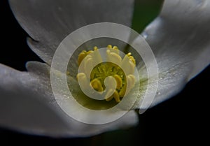 Amazon sword plant's flower close-up macro photography, echinodorus, aquatic plant