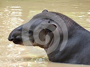 Tapir taking a bath