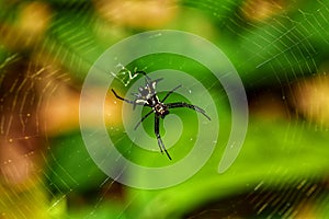 Amazon Thorn Spider or Micrathena schreibersi photo
