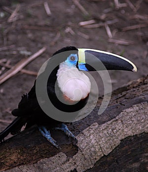 Amazon toucan bird sits on tree log