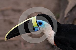 Amazon toucan side view