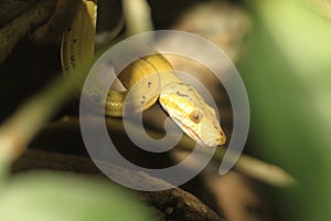 Amazon tree boa