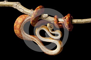 Amazon tree boa