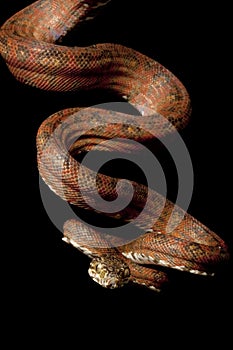 Amazon tree boa