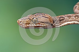 Amazon Tree Boa (corallus hortulanus)