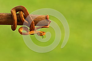 The Amazon tree boa Corallus hortulanus hanging from the green branch