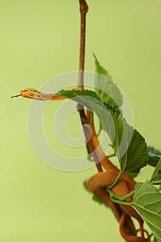 The Amazon tree boa Corallus hortulanus hanging from the green branch