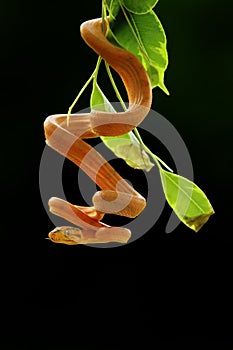 The Amazon tree boa Corallus hortulanus hanging from the green branch. Golden snake on the green background