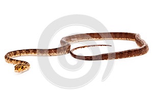 Amazon Tree Boa