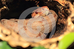 Amazon tree boa