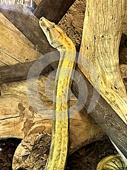 Amazon Tree Boa, Phoenix Zoo, Phoenix, Arizona, United States