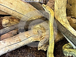 Amazon Tree Boa, Phoenix Zoo, Phoenix, Arizona, United States