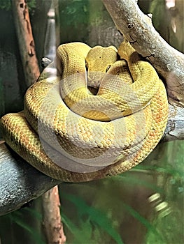 Amazon Tree Boa, Phoenix Zoo, Phoenix, Arizona, United States