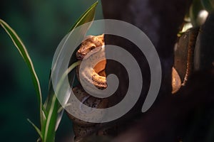 Amazon Tree Boa snake