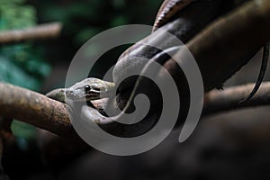 Amazon Tree Boa snake