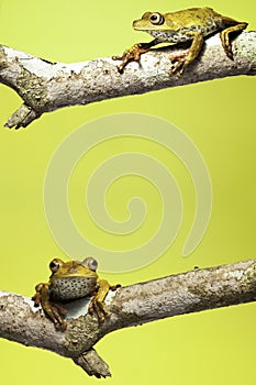 amazon tree frog background copy space amphibian photo